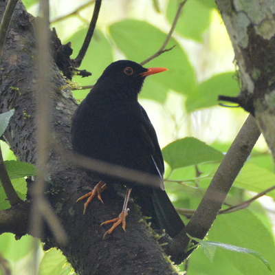 Glossy-Black Thrush